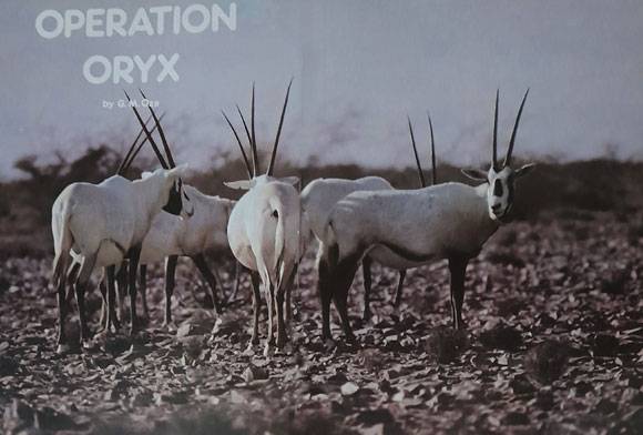 Operation Oryx