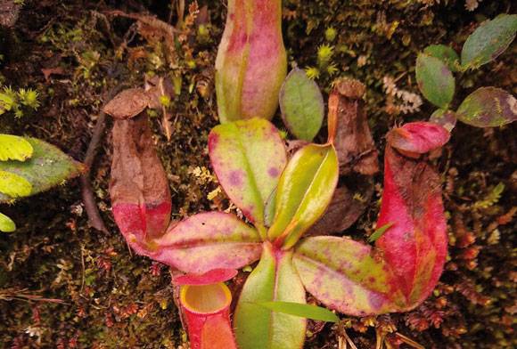 Predatory Pitcher Plants