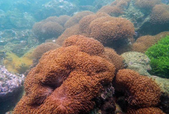 Reefs Of Tomorrow?: Dissecting The Corals Of Grande Island’s Reef