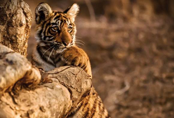 Tourism For Tigers: An Update On TOFTigers’ Initiatives