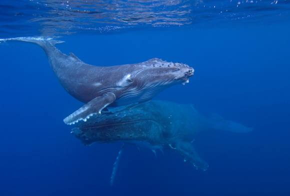 Did You Know - May 2024