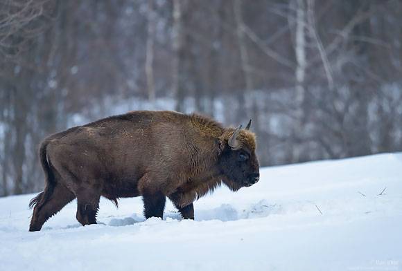 The European Bison: A Harbinger For Natural Climate Solutions