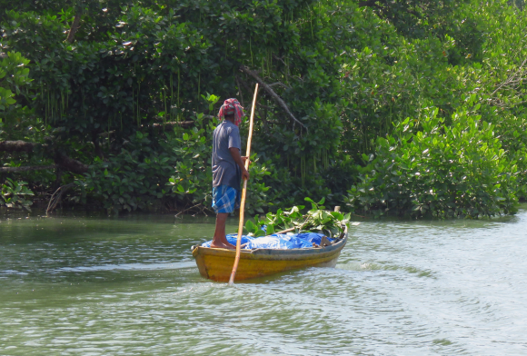 The Fall and Rise of the Andaman Islands’ Mangroves, and its Impact on the People