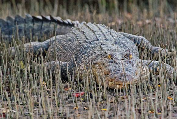 What Can A Humble Bit Of Terracotta Achieve? The Sundarban Story
