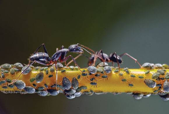 It’s A Bug’s World