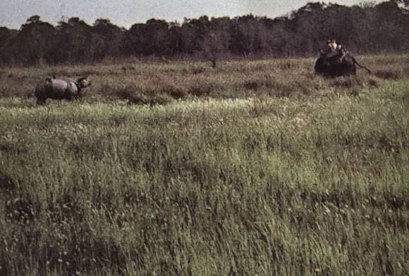A Fight Of Rhinos