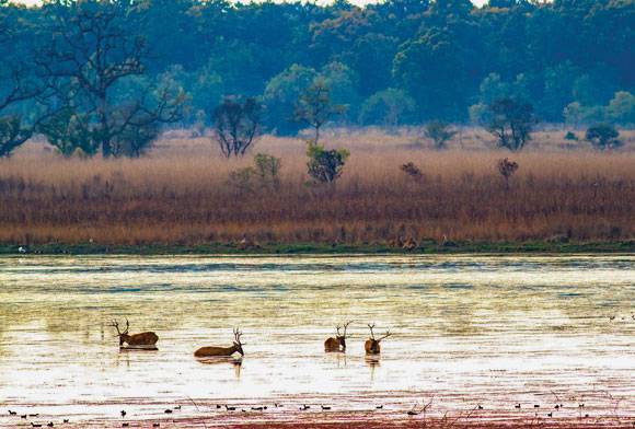 Bringing The Unicorn Back To The Northern Terai