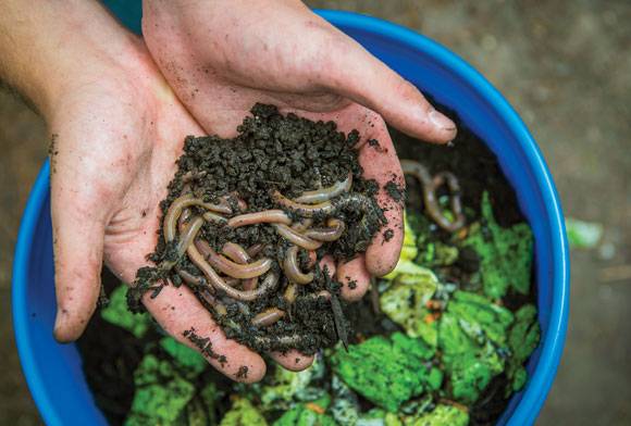 Worm Squad