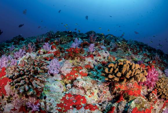Beyond The Dive Exploring Mesophotic Reefs Of Lakshadweep