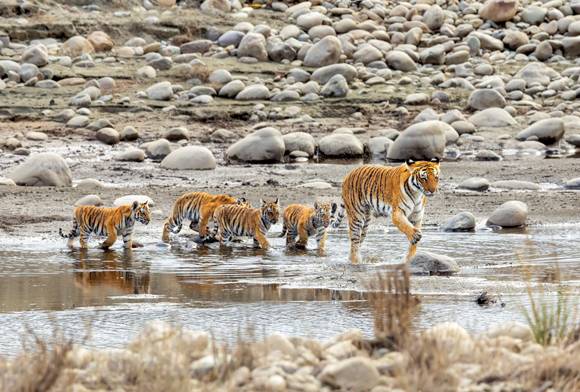 Photofeature - Family WildLife