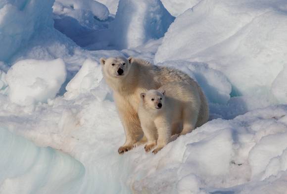 Climate Learnings From Polar Bears