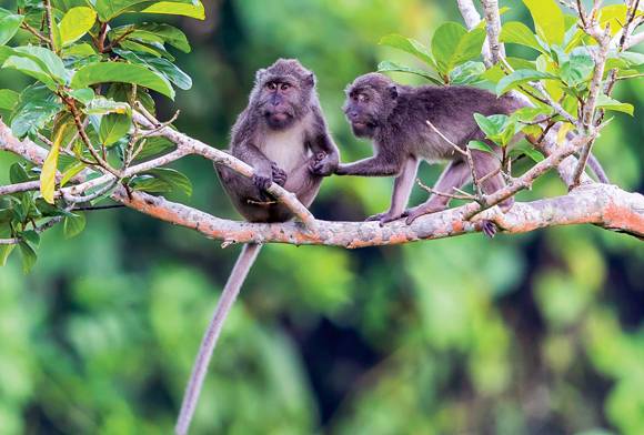 Head-Over-Heels In Love With Great Nicobar