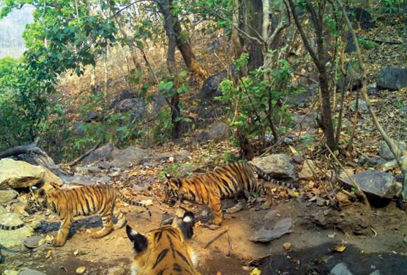 The Hope-Giving Tigress Of Achanakmar