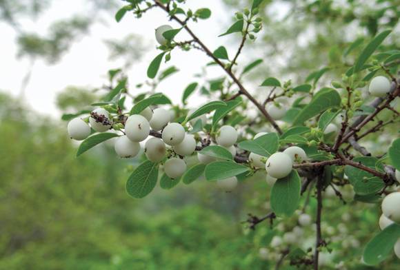 Africa To The Aravallis