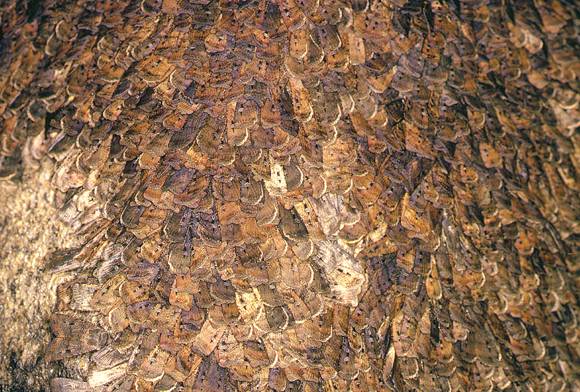 Miles To Go Before They Sleep