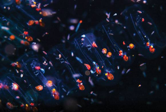 Night Riders: Ocean Migration