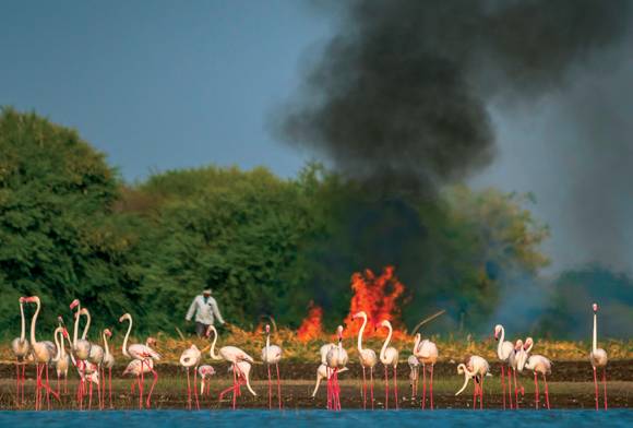 The Wild Crossing