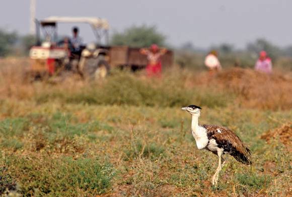 The Forgotten Wilderness: Indian Grasslands