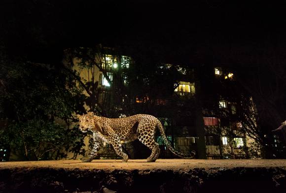 Camera Trapping Seeing Without Being Seen