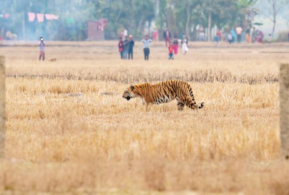 Nature Tourism Does Not Turn Tigers Into Man-eaters