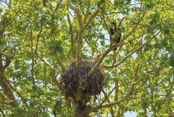 Gidhon Wala Gaon: The Village Of Vultures