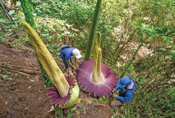 Corpse-flower Charisma