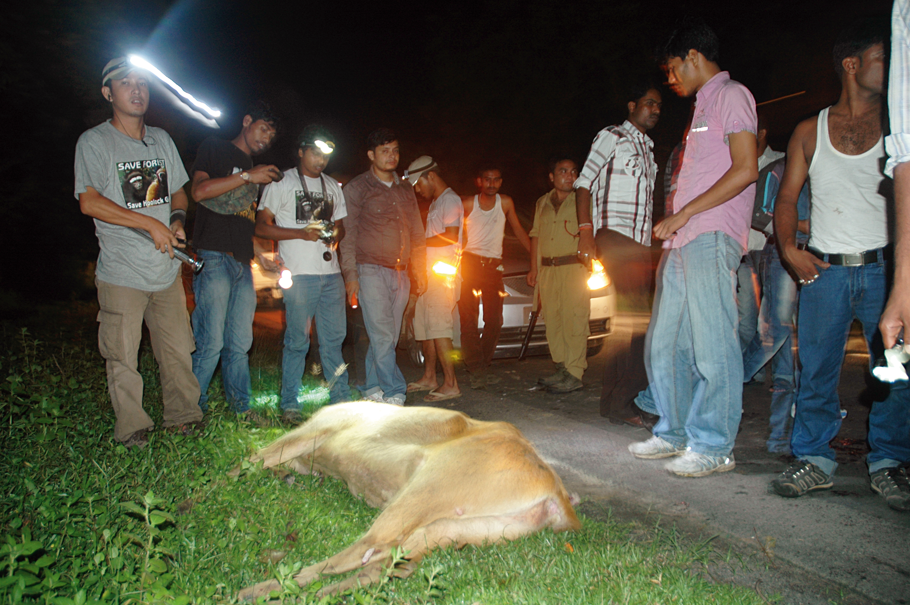Volunteers of the NGO Aaranyak contemplate a hog deer mowed down by a speeding vehicle on the National Highway 37. The recent Brahmaputra floods, took a toll of over 400 hog deer.