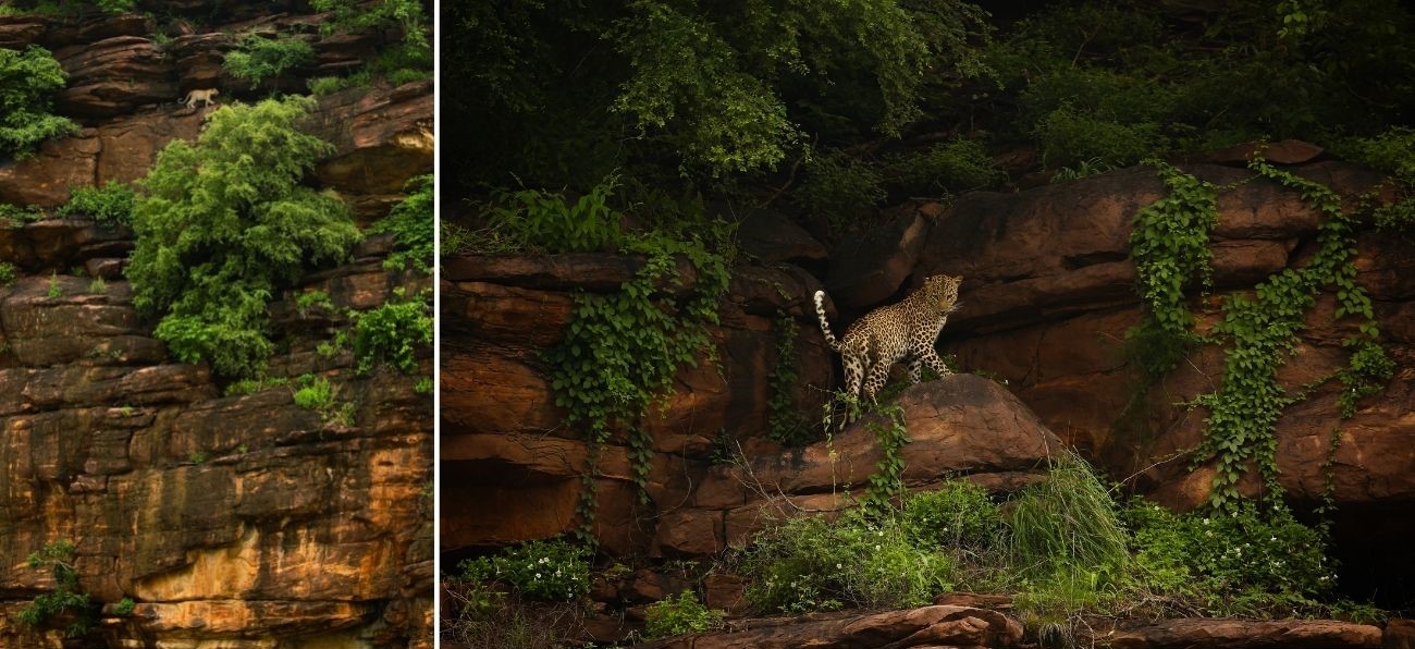 Leopards of Chambal navigating steep cliffs in Kota, Rajasthan