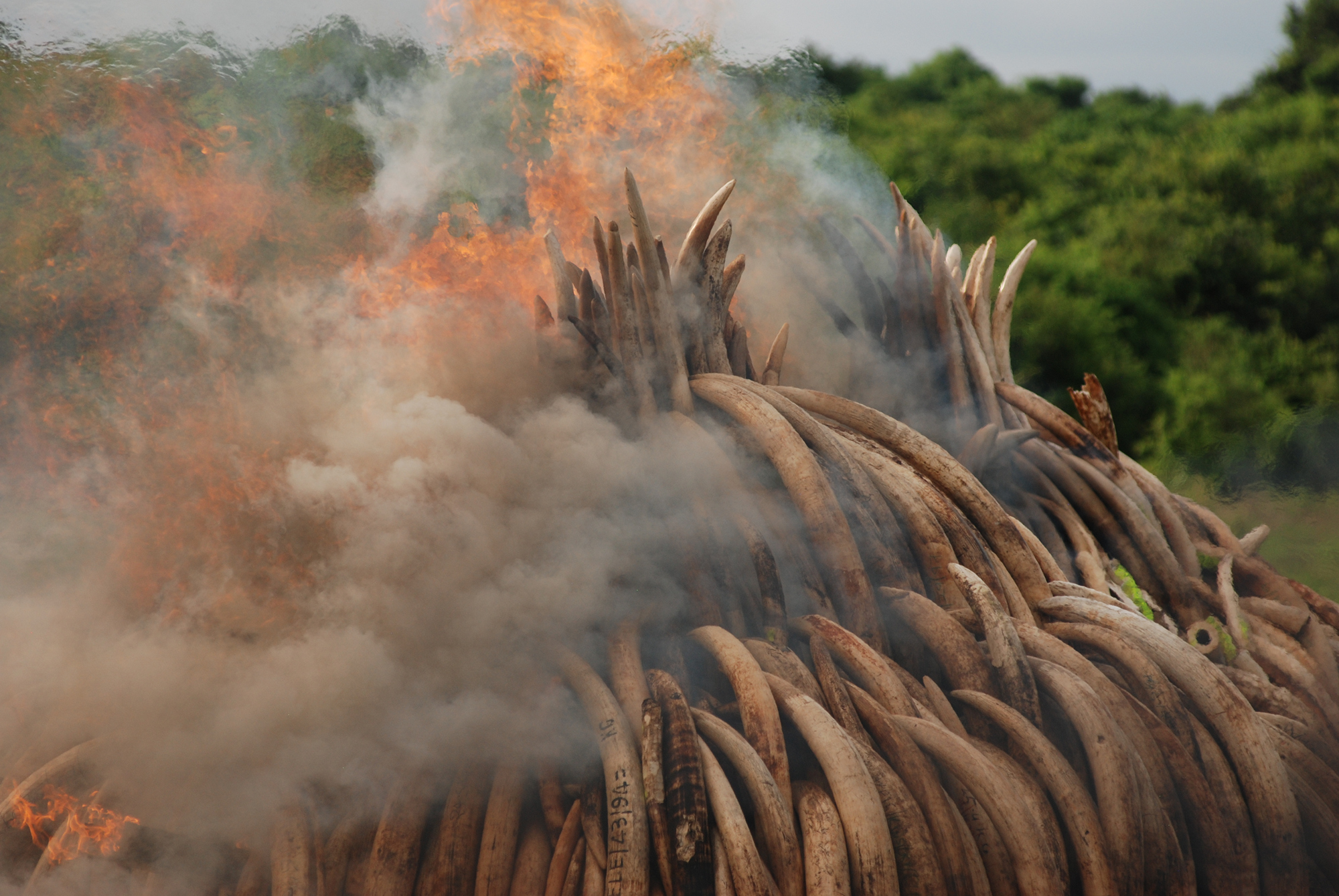 Confiscated elephant tusks being burned