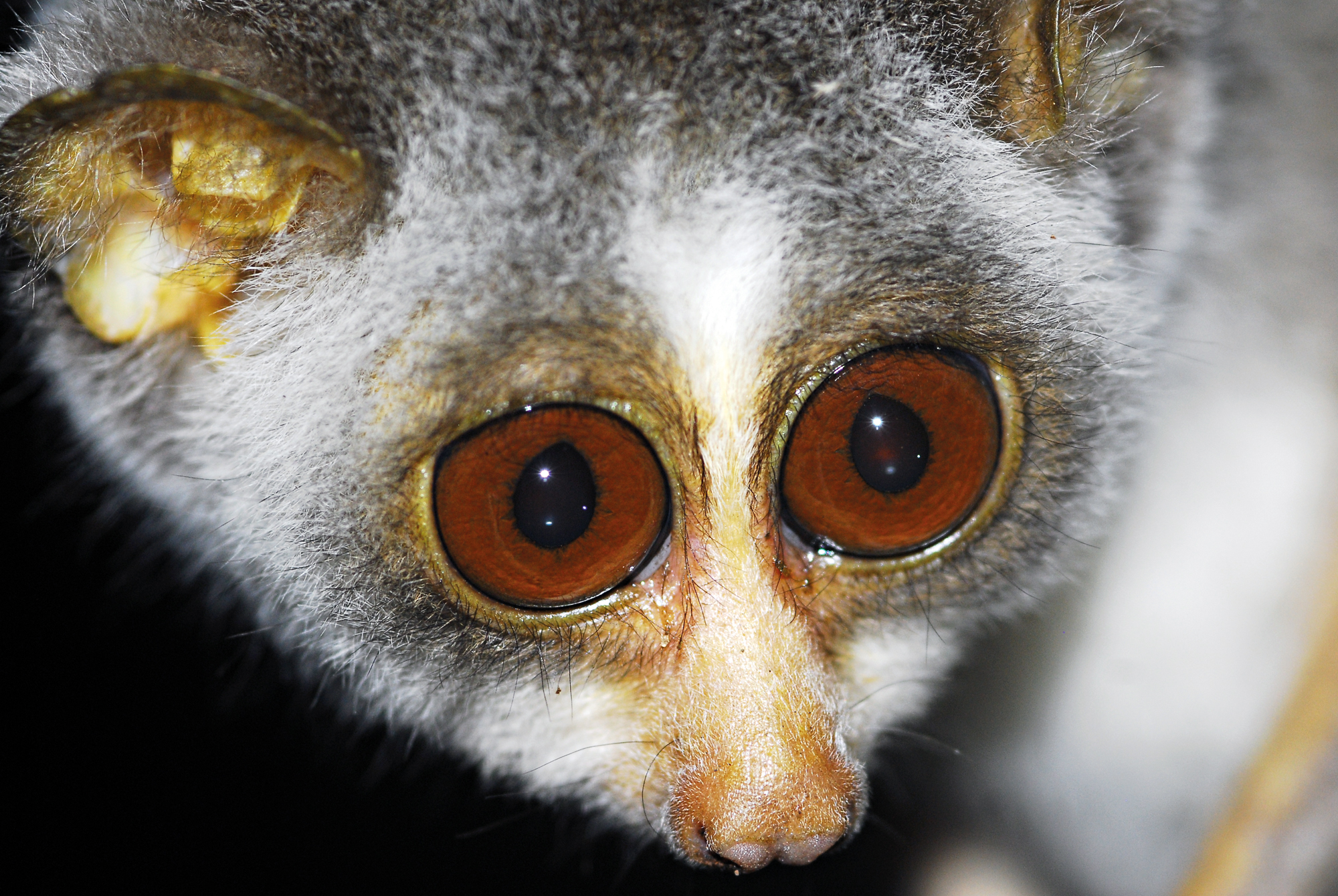 Slow Loris Eyes