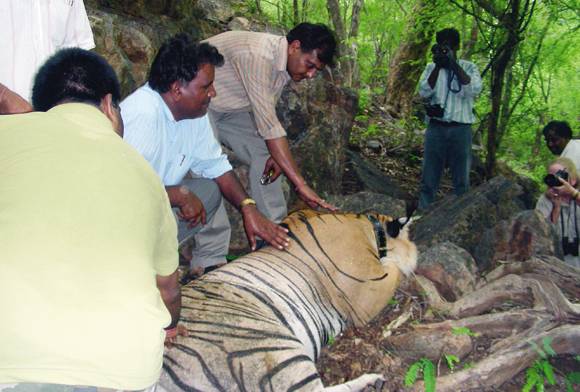 Ranthambhore Sariska Tiger