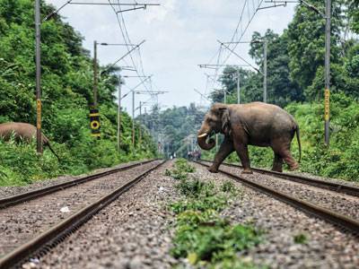 Give Walayar’s Elephants The Right Of Way
