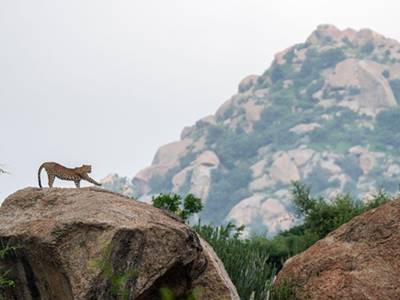 The Aravalli Misadventure