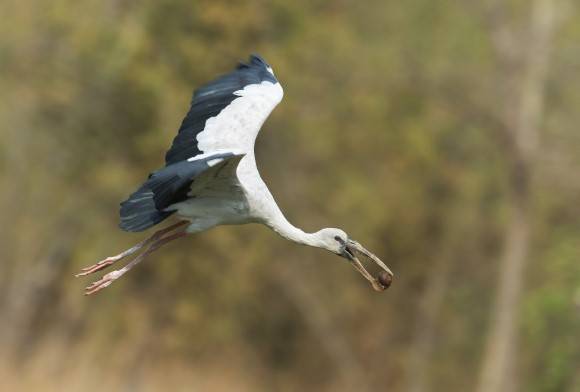Indian Ornithology: A 40-Year Legacy