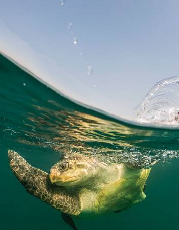 Planet Ocean: How We Share Our Seas