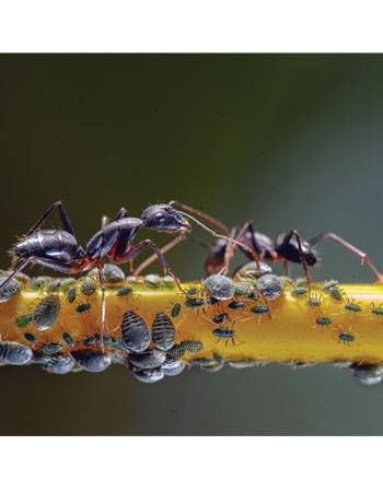 It’s A Bug’s World