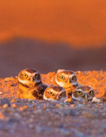 How Low Will They Go?