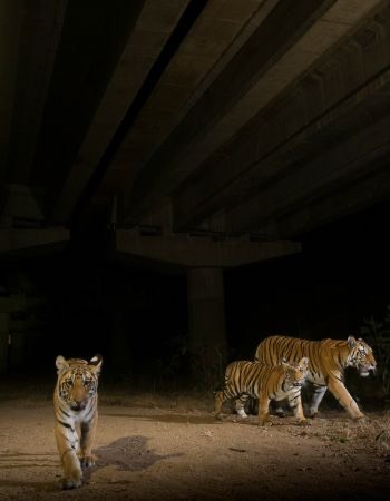 Making Way for the Wild