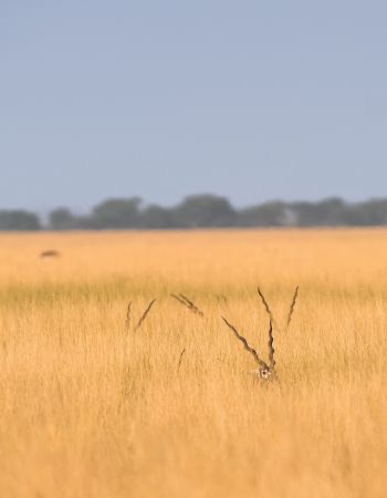 The Forgotten Wilderness: Indian Grasslands