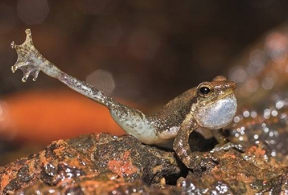 Dancing Frog Micrixalus Sp.