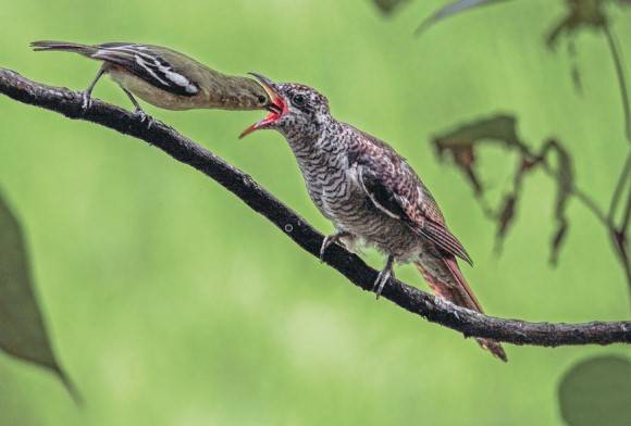 Common Iora and Common Hawk-cuckoo
