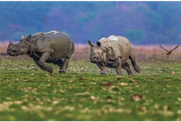 Great Indian one-horned rhinoceros