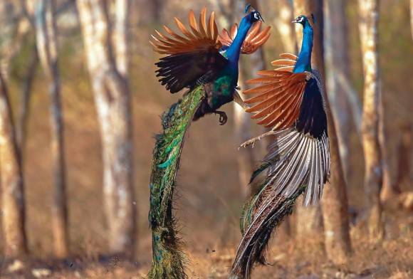 Indian Peafowl