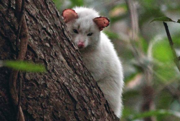 Common palm civet