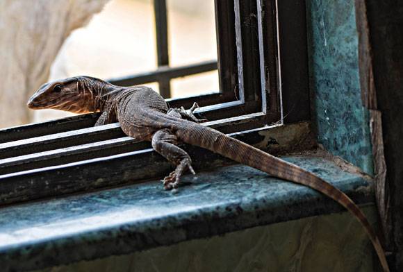 Bengal monitor lizard Varanus bengalensis