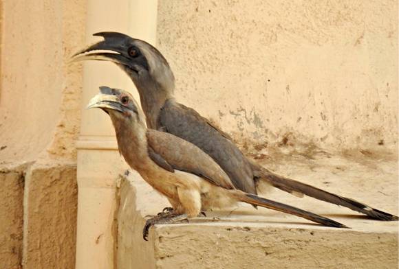 Indian Grey Hornbills