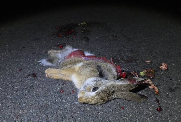Roadkill - black-naped hare