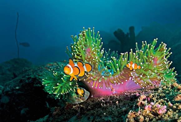 Clown fish and coral