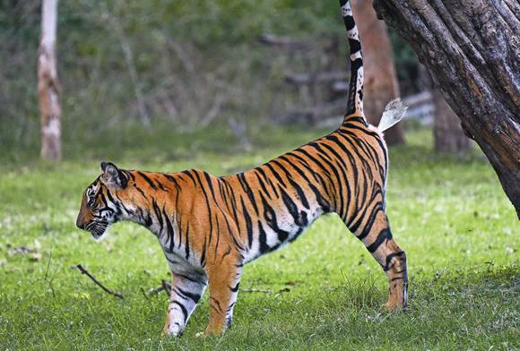Tigress marking her territory