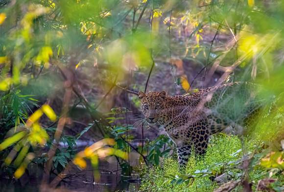 Common Leopard